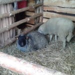 Wigilia miejska 2014 r